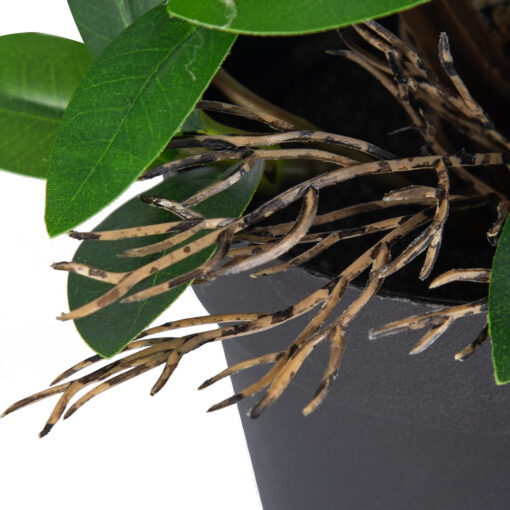 Potted Pothos Plant (H16cm) - Image 3