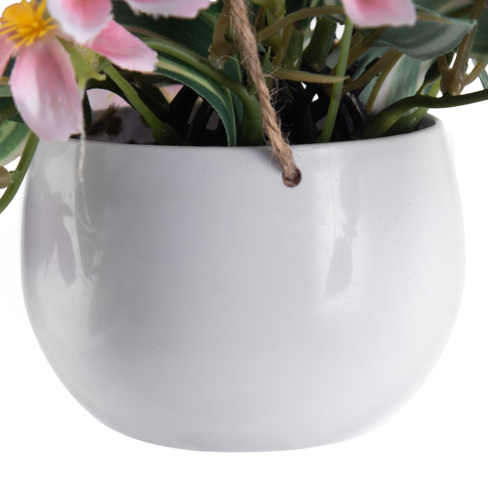 Potted Variegata (H40cm) - Image 4