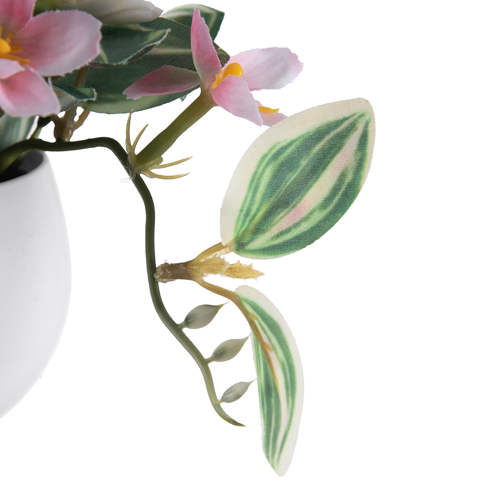 Potted Variegata (H40cm) - Image 3