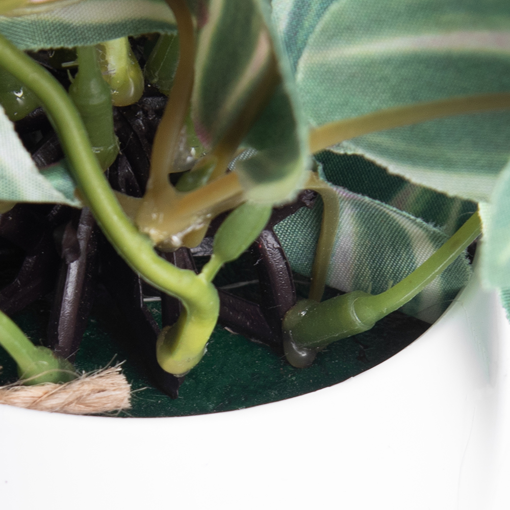 Potted Variegata (H40cm) - Image 5