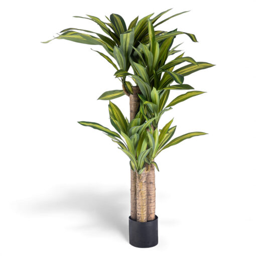 Potted Dracaena (H130cm)