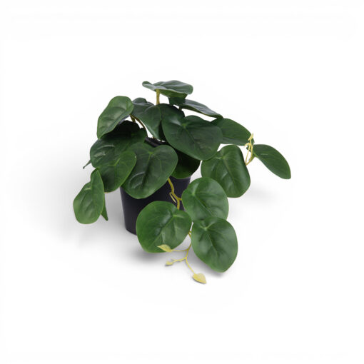 Potted Golden Pothos (H23cm)